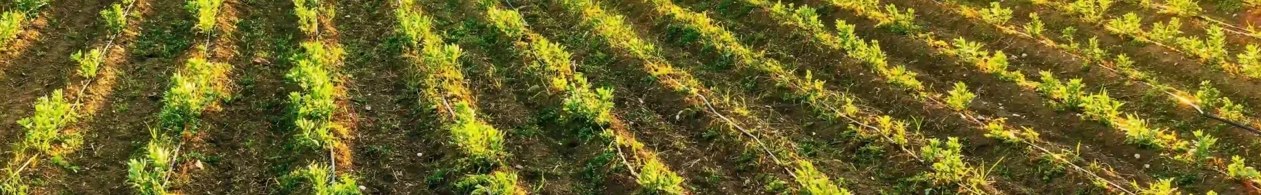 Ein Feld mit grünen Pflanzen, das von der Sonne beleuchtet wird, strahlt eine friedliche und natürliche Atmosphäre aus.